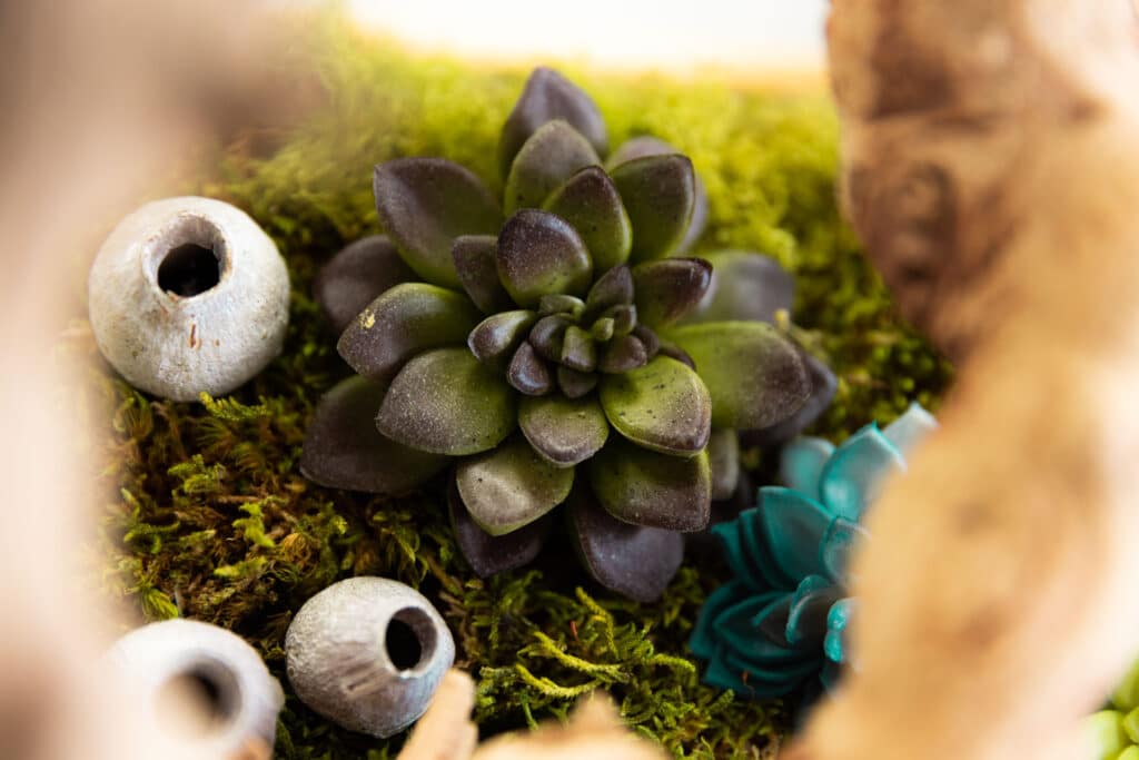 Southlake-Plastic-Surgery-Misc-0933